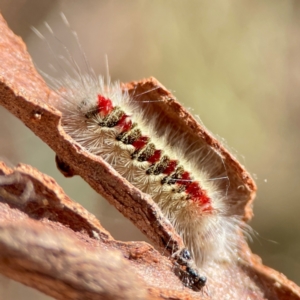 Trichiocercus sparshalli at Russell, ACT - 27 Jun 2024