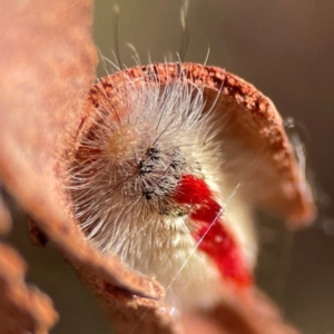 Trichiocercus sparshalli at Russell, ACT - 27 Jun 2024