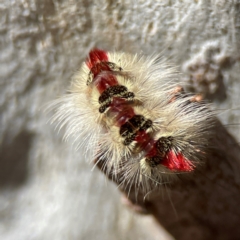 Trichiocercus sparshalli at Russell, ACT - 27 Jun 2024