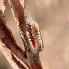 Trichiocercus sparshalli at Russell, ACT - 27 Jun 2024