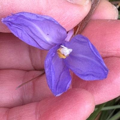 Patersonia sericea var. longifolia (Dwarf Purple Flag) at Barren Grounds Nature Reserve - 29 Jun 2024 by lbradley