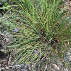 Patersonia sericea var. longifolia at Barren Grounds Nature Reserve - 29 Jun 2024