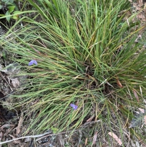 Patersonia sericea var. longifolia at Barren Grounds Nature Reserve - 29 Jun 2024