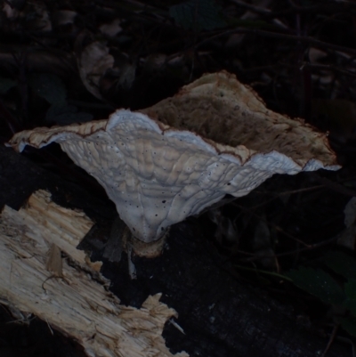 Cymatoderma elegans (Leathery Goblet) at BA124 - 29 Jun 2024 by Bushrevival