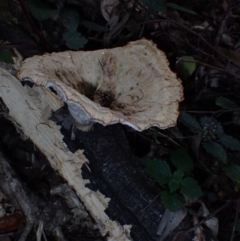 Cymatoderma elegans at BA124 - 29 Jun 2024 09:27 AM