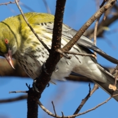 Oriolus sagittatus (Olive-backed Oriole) at Symonston, ACT - 29 Jun 2024 by rawshorty