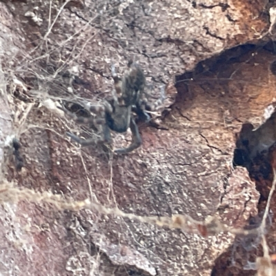 Badumna sp. (genus) (Lattice-web spider) at Russell, ACT - 25 Jun 2024 by Hejor1