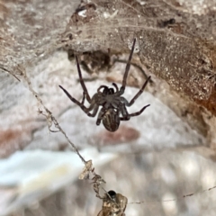 Badumna sp. (genus) at Russell, ACT - 25 Jun 2024 02:44 PM