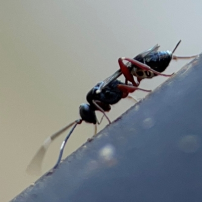 Ichneumonoidea (Superfamily) (A species of parasitic wasp) at Russell, ACT - 26 Jun 2024 by Hejor1