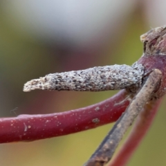 Psychidae (family) IMMATURE (Unidentified case moth or bagworm) at Russell, ACT - 26 Jun 2024 by Hejor1