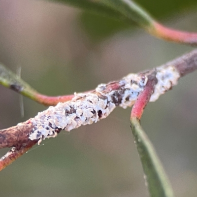 Monophlebulus sp. (genus) at Russell, ACT - 26 Jun 2024 by Hejor1