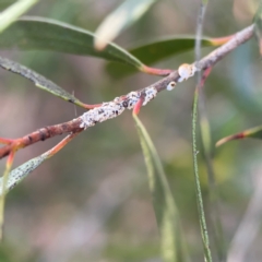 Unidentified at suppressed - 26 Jun 2024