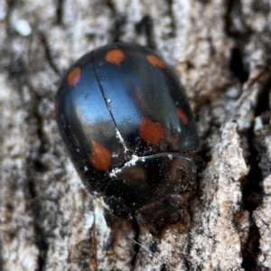 Paropsisterna octosignata at Russell, ACT - 26 Jun 2024