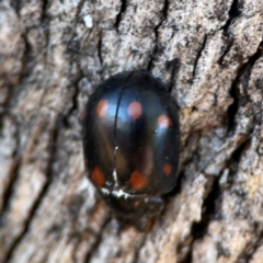 Paropsisterna octosignata at Russell, ACT - 26 Jun 2024