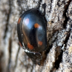 Paropsisterna octosignata at Russell, ACT - 26 Jun 2024