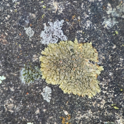 Xanthoparmelia sp. (Rock-shield lichen (foliose lichen)) at Russell, ACT - 26 Jun 2024 by Hejor1