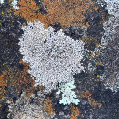 Lichen - crustose at Russell, ACT - 26 Jun 2024 by Hejor1