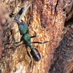 Rhytidoponera metallica (Greenhead ant) at Russell, ACT - 27 Jun 2024 by Hejor1