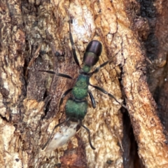 Rhytidoponera metallica at Russell, ACT - 27 Jun 2024 12:35 PM