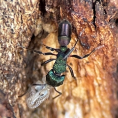 Rhytidoponera metallica at Russell, ACT - 27 Jun 2024 12:35 PM
