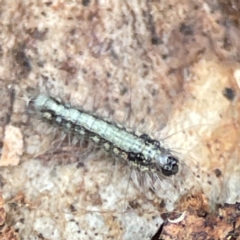 Lithosiini (IMMATURE) (A Footman or Lichen moth (Lithosiini)) at Russell, ACT - 27 Jun 2024 by Hejor1