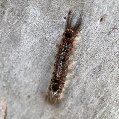 Euproctis baliolalis (Browntail Gum Moth) at Russell, ACT - 27 Jun 2024 by Hejor1