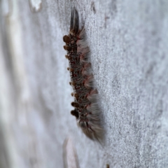 Euproctis baliolalis at Russell, ACT - 27 Jun 2024