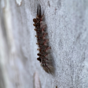 Euproctis baliolalis at Russell, ACT - 27 Jun 2024 12:49 PM