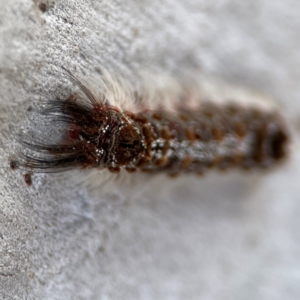 Euproctis baliolalis at Russell, ACT - 27 Jun 2024