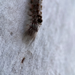 Euproctis baliolalis at Russell, ACT - 27 Jun 2024 12:49 PM