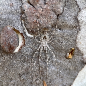 Tamopsis sp. (genus) at Russell, ACT - 27 Jun 2024