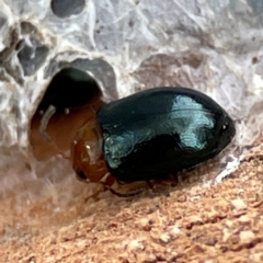 Lamprolina (genus) (Pittosporum leaf beetle) at Russell, ACT - 27 Jun 2024 by Hejor1