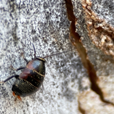 Ellipsidion sp. (genus) (A diurnal cockroach) at Russell, ACT - 27 Jun 2024 by Hejor1