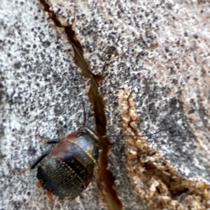 Ellipsidion sp. (genus) at Russell, ACT - 27 Jun 2024