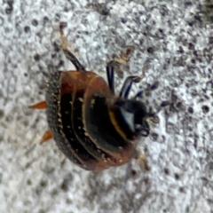 Ellipsidion sp. (genus) at Russell, ACT - 27 Jun 2024