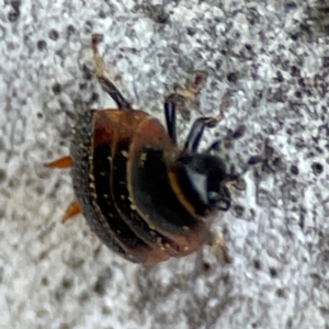 Ellipsidion sp. (genus) at Russell, ACT - 27 Jun 2024