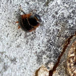 Ellipsidion sp. (genus) at Russell, ACT - 27 Jun 2024