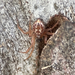 Theridiidae (family) at Russell, ACT - 27 Jun 2024 by Hejor1