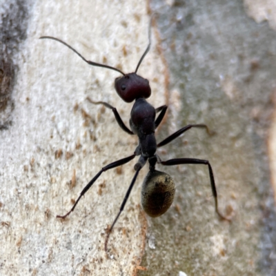 Camponotus suffusus (Golden-tailed sugar ant) at Russell, ACT - 27 Jun 2024 by Hejor1