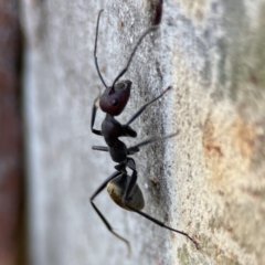 Camponotus suffusus at Russell, ACT - 27 Jun 2024 12:56 PM