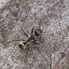 Camponotus suffusus at Russell, ACT - 27 Jun 2024 12:56 PM