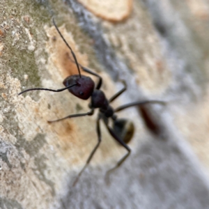 Camponotus suffusus at Russell, ACT - 27 Jun 2024