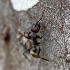 Camponotus suffusus at Russell, ACT - 27 Jun 2024 12:56 PM