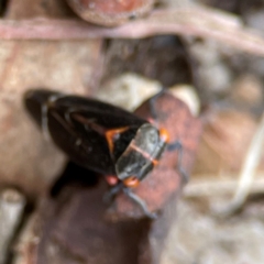 Eurymeloides lineata (Lined gumtree hopper) at Russell, ACT - 27 Jun 2024 by Hejor1