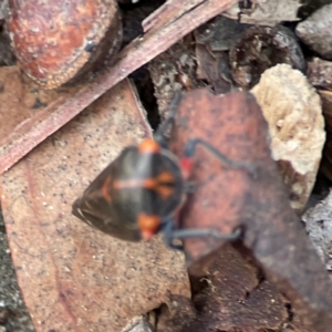 Eurymeloides lineata at Russell, ACT - 27 Jun 2024