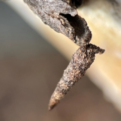 Psychidae (family) IMMATURE (Unidentified case moth or bagworm) at Russell, ACT - 27 Jun 2024 by Hejor1