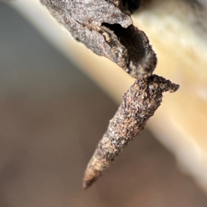 Psychidae (family) IMMATURE at Russell, ACT - 27 Jun 2024