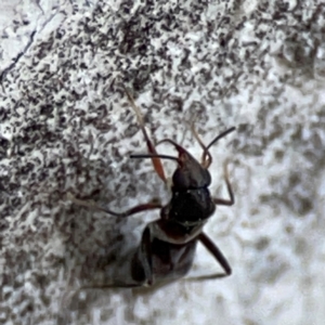 Dieuches sp. (genus) at Russell, ACT - 27 Jun 2024