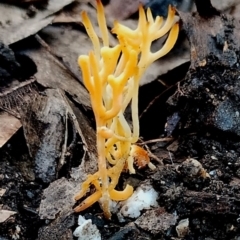 Clavulina sp. (A coral fungus) at Bermagui State Forest - 28 Jun 2024 by Teresa