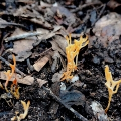 Clavulina sp. at Bermagui State Forest - 28 Jun 2024 01:35 PM